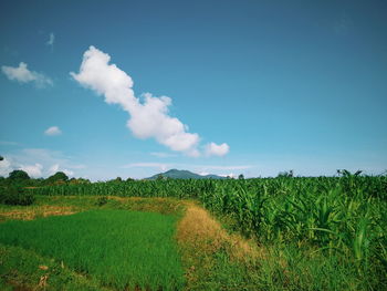 Scenic view of agricultural field against sky