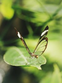 Close-up of insect on leaf