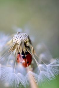 Close-up of housefly on flower