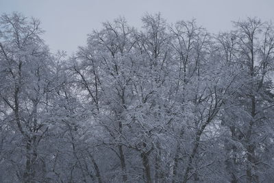 Bare trees on snow covered land