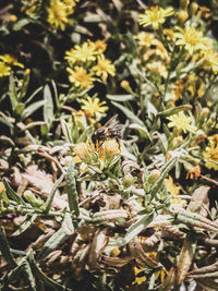 Close-up of bee pollinating on flower