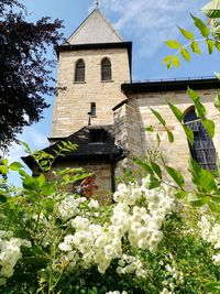 Low angle view of flowering plant against building