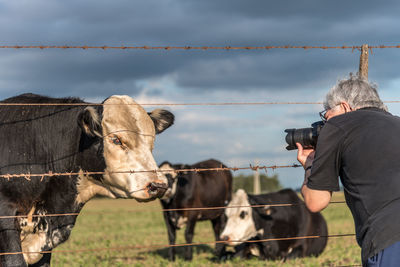 Mature gray haired photographer taking a picture of a black and white male cow. behind other cows