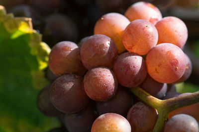 Close-up of fruits