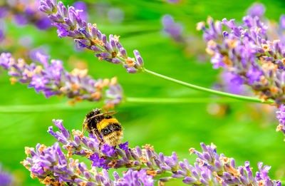 Bee pollinating on purple flowers