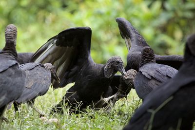 Pigeons on a field