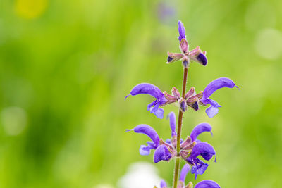 Close-up of purple flowering plant