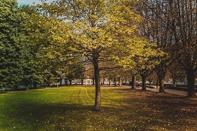 Trees in park