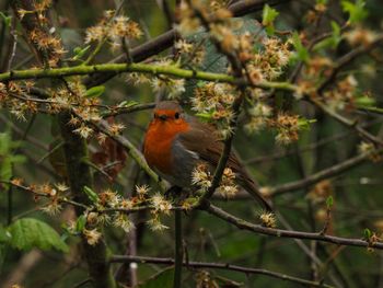 Bird perching on a tree