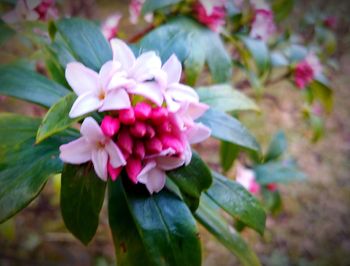 Close-up of pink flowering plant