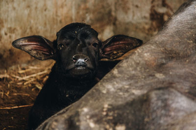 Close-up portrait of black dog