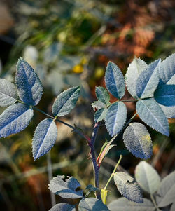 Close-up of plants and leaves on plant during winter