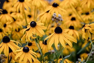Close-up of yellow flowering plants