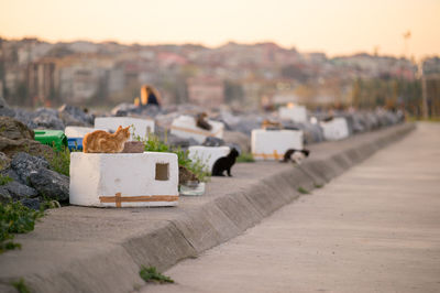 Stray cat on polystyrene by street