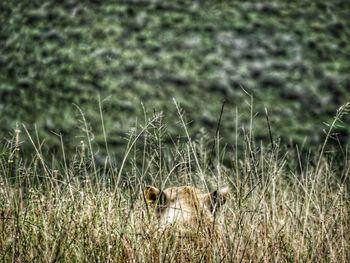 View of a cat on field