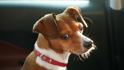 Close-up of dog looking away