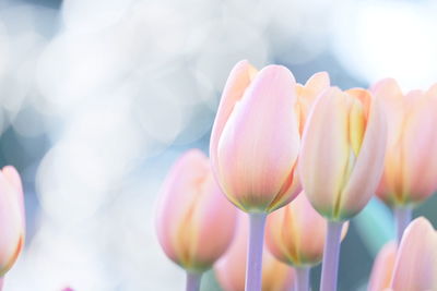 Close-up of tulips blooming outdoors