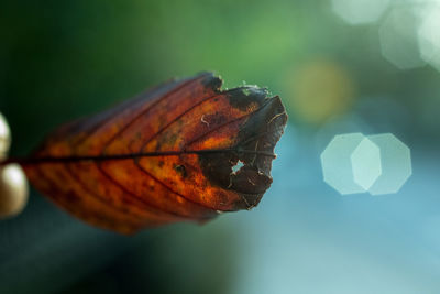 Close-up of butterfly on leaf