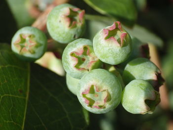 Close-up of blueberry