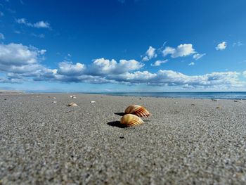 Close-up of crab on beach against sky