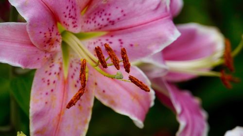 Close-up of pink flower