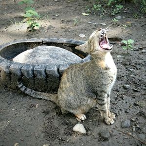 Cat in zoo