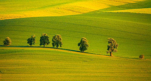 Scenic view of agricultural field