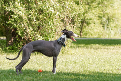 Side view of a dog on field