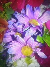 Close-up of purple flowers