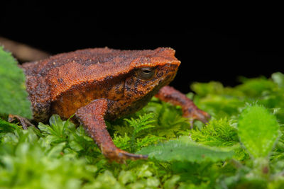 Close-up of a lizard