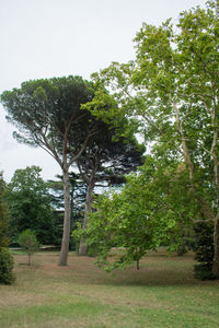 Trees on landscape against sky