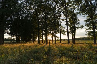 Trees on field in forest
