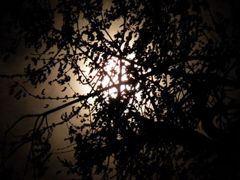 Low angle view of trees against sky at night