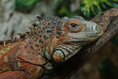 Close-up of lizard