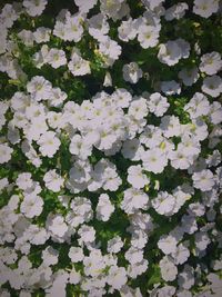 White flowers floating on water