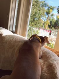 Close-up of dog relaxing on window at home