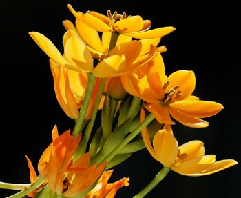 Close-up of yellow flowers against black background