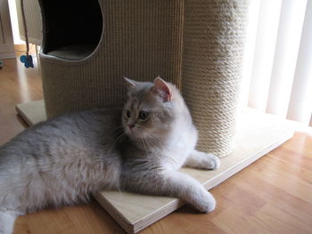 Cat sitting on floor