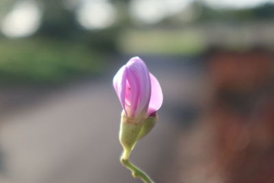 Close-up of pink flower buds