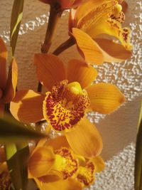 Close-up of yellow flowering plant