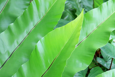 Closeup of pointed end and strong midrib of bright green bird's-nest fern leaves