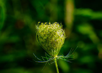 Close-up of fresh green flower bud