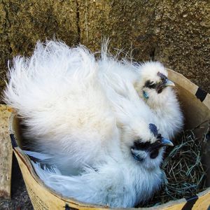 High angle view of dog sleeping on land