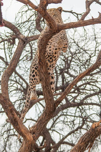 Low angle view of cat on tree