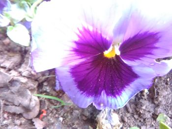 Close-up of purple flower