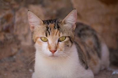 Close-up portrait of cat relaxing on field