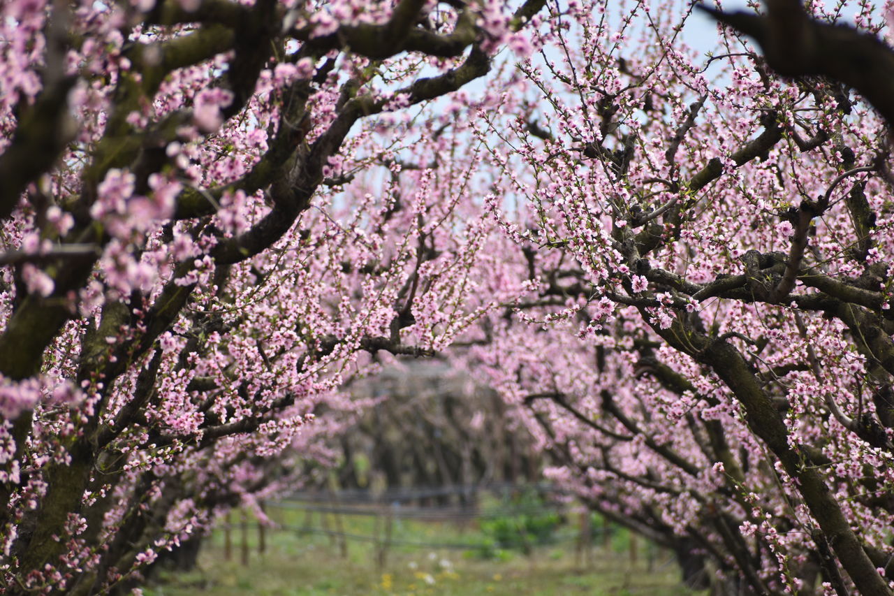 plant, tree, flower, blossom, flowering plant, springtime, freshness, beauty in nature, growth, fragility, pink, nature, spring, cherry blossom, branch, cherry tree, no people, agriculture, day, outdoors, botany, fruit tree, lilac, produce, landscape, close-up, selective focus, tranquility, environment, sky, food and drink