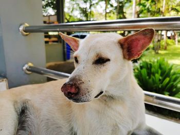 Close-up of dog looking away