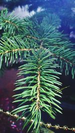 Close-up of fresh green plant