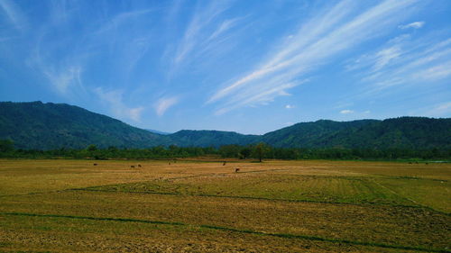 Scenic view of field against sky